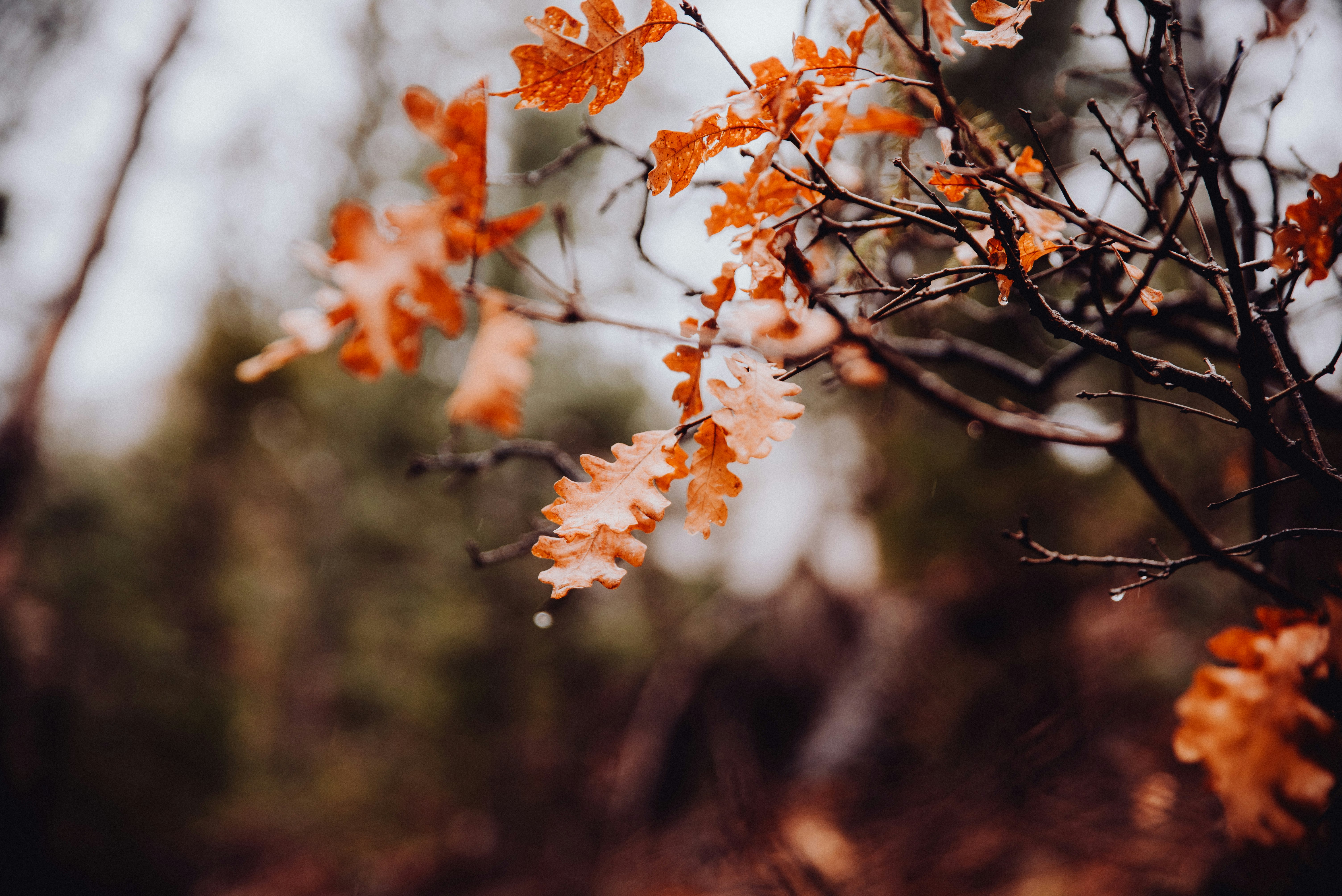 orange and brown maple tree